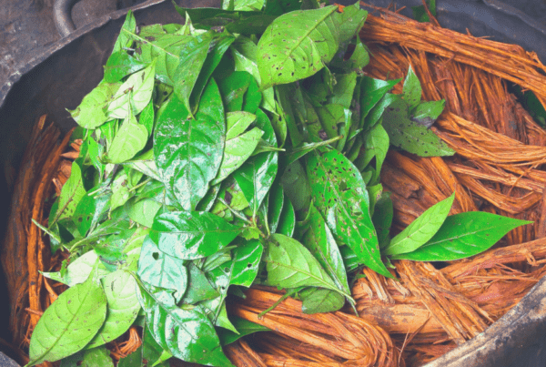 Plant Medicine Ayahuasca