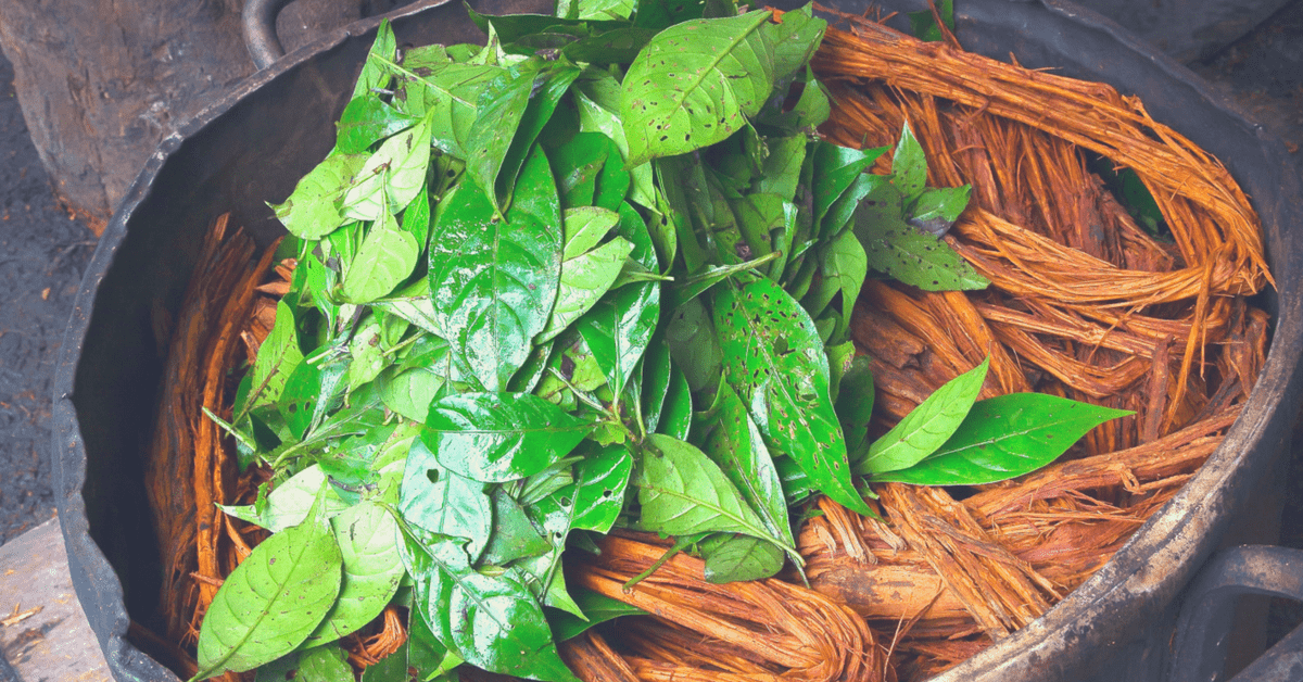 Plant Medicine Ayahuasca